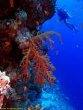 Diver at the Woodhouse Reef