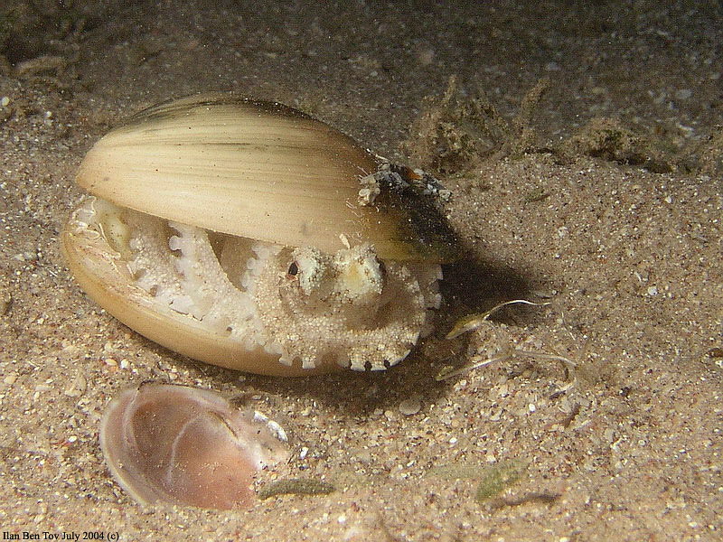 Octopus cf. marginatus