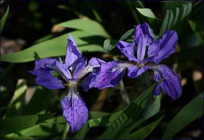 Two Irises