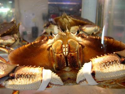 Crab Face