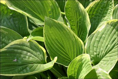 Hosta.