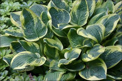 Hosta2