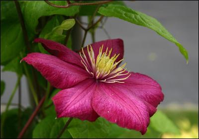 u45/isabel95/medium/29476996.kitpics4pbaseFirstClematis.jpg