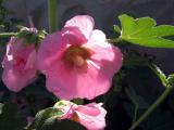 0404x by lavatera 3mo.JPG
