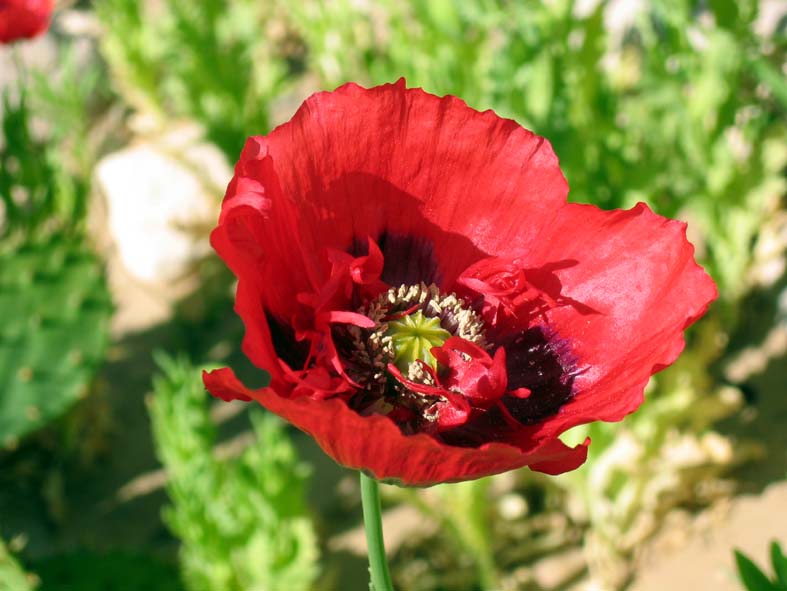 0404x elp papaver 1mo.JPG