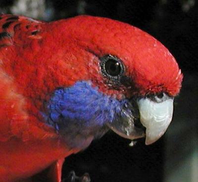 Rosella head Crop 2 copy.jpg