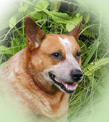 Kojak Portrait2.jpg
