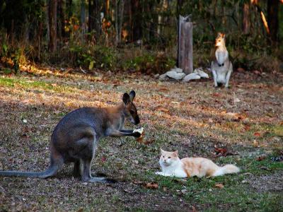 Wallaby Dinnertime.jpg