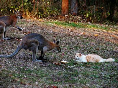 Wallaby Dinnertime2.jpg
