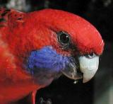 Rosella head Crop 2 copy.jpg