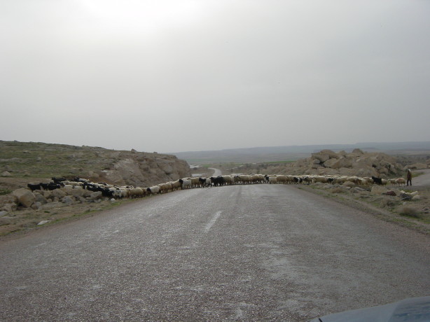 Just the sheeps crossing the road