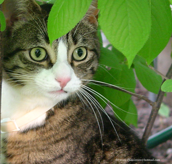 Chairman Meow