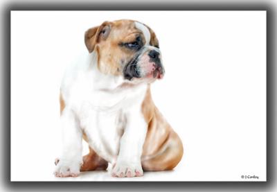 Hannah as a  puppy
