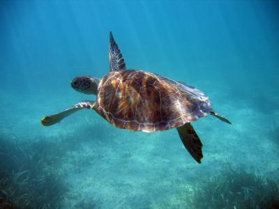Snorkeling / Akumal