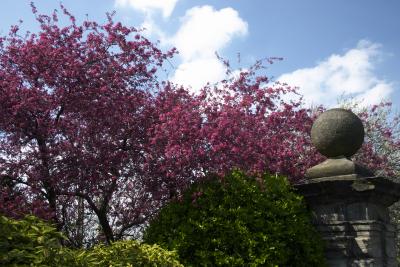 Cherry trees everywhere glorifie spring