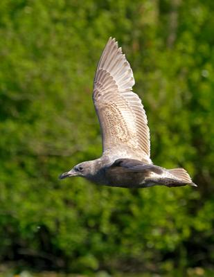 CRW_5761.jpg