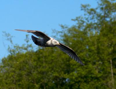 CRW_5764.jpg