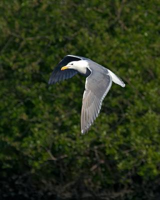 CRW_5784.jpg