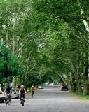 London Plane trees form a cathedral