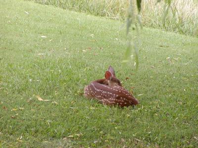This is one of two Fawn's in back yard 7-19-04