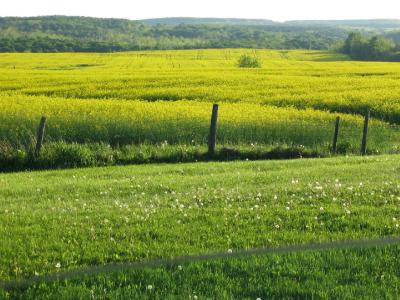 Orangeville, ON Canada