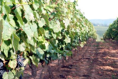 0798-vignes_de_Cahors.jpg