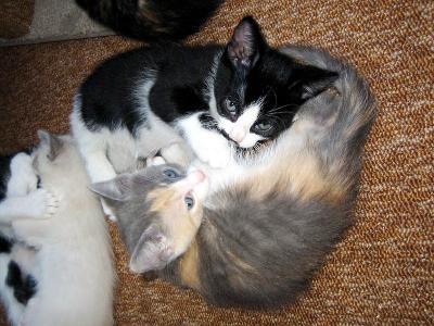 Kittens' impression of yin and yang