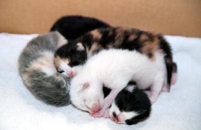 A Tangle of Kittens