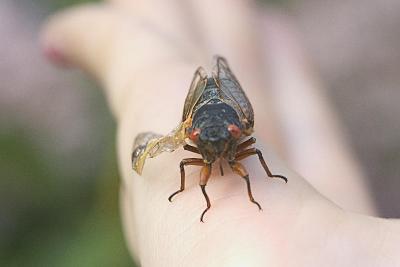 An adult Brood X 17-year cicada, with a damaged wing