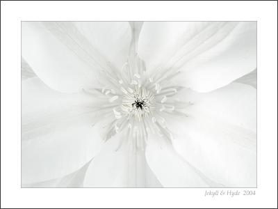 Clematis B/W