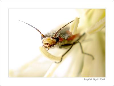 Clematis Beetle