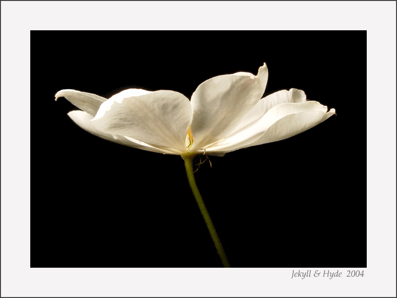 Clematis 250D