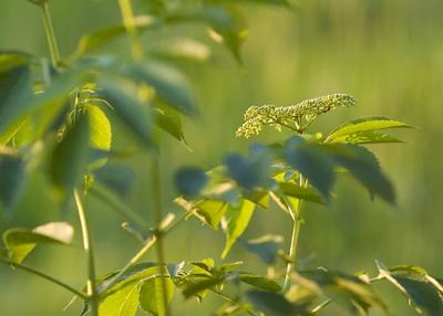 DSC_0711-small.jpg