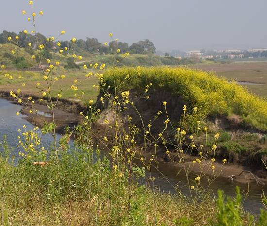 yellow flowers.jpg