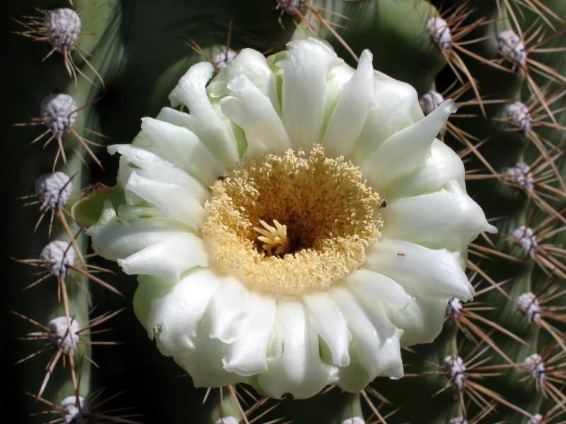 Saguaro