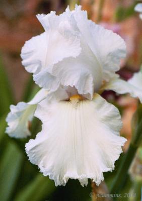 iris