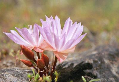 Bitterroot, Lewisia rediviva