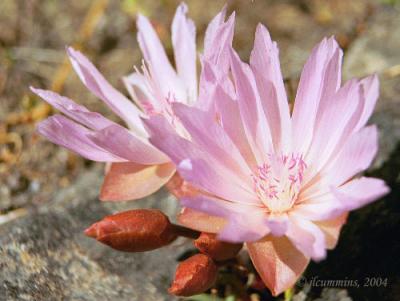 Bitterroot, Lewisia rediviva