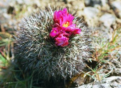 Hedgehog or Simpson's Cactus, Pediocactus simpsonii