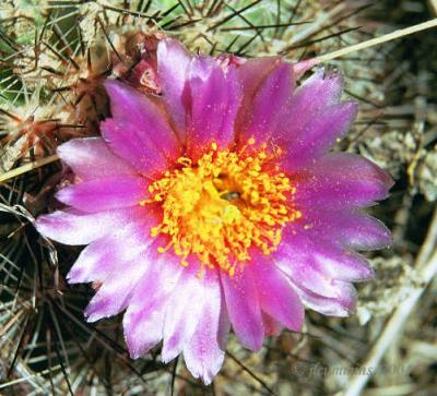 Hedgehog or Simpsons Cactus, Pediocactus simpsonii