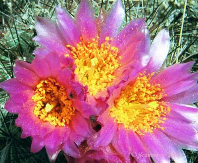 Hedgehog or Simpson's Cactus, Pediocactus simpsonii