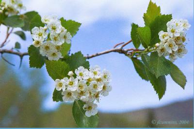 Black Hawthorn, Crataegus douglasii