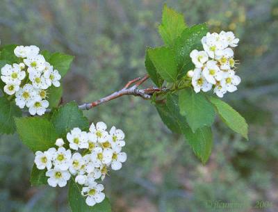 Black Hawthorn, Crataegus douglasii