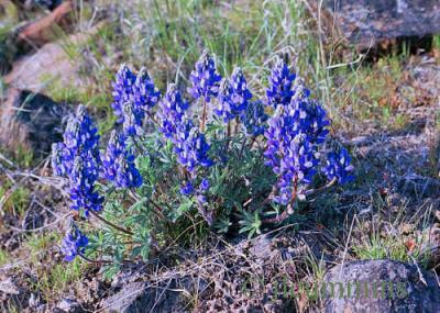 Lupine - possible Prairie lupine, Lupinus aridus