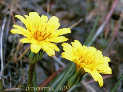 Wavy leaf prairie dandelion, Microseris troximoides