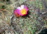 Hedgehog or Simpsons Cactus, Pediocactus simpsonii