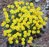 Line-leaved fleabane, Erigeron linearis