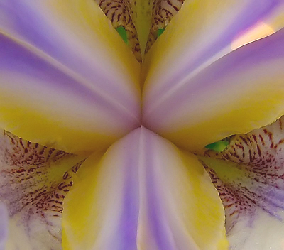 Iris Detail