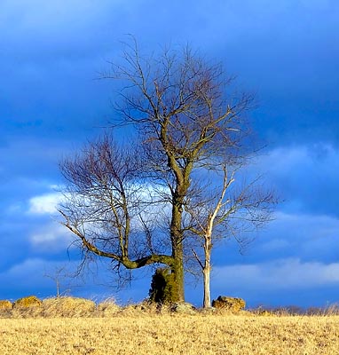 Solitary Tree on 194