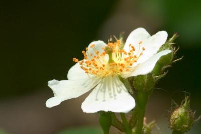 Wild Flower
